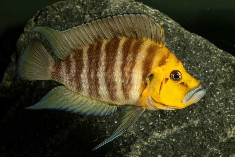 Altolamprologus compressiceps 'Kantalamba'